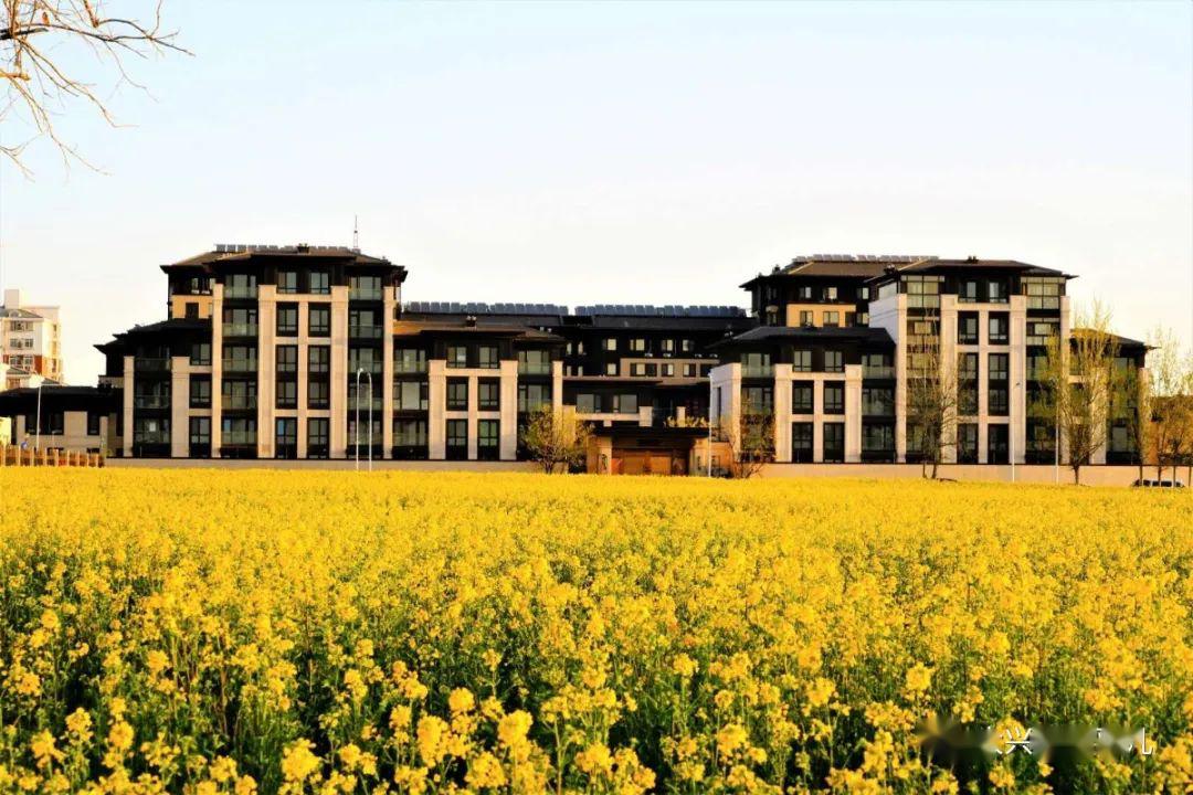 地铁能到礼贤的油菜花海火了大兴这地方也有一片