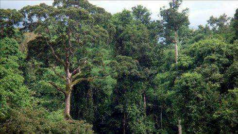 可以证明亚洲存在热带雨林的稀有树种龙脑香科植物