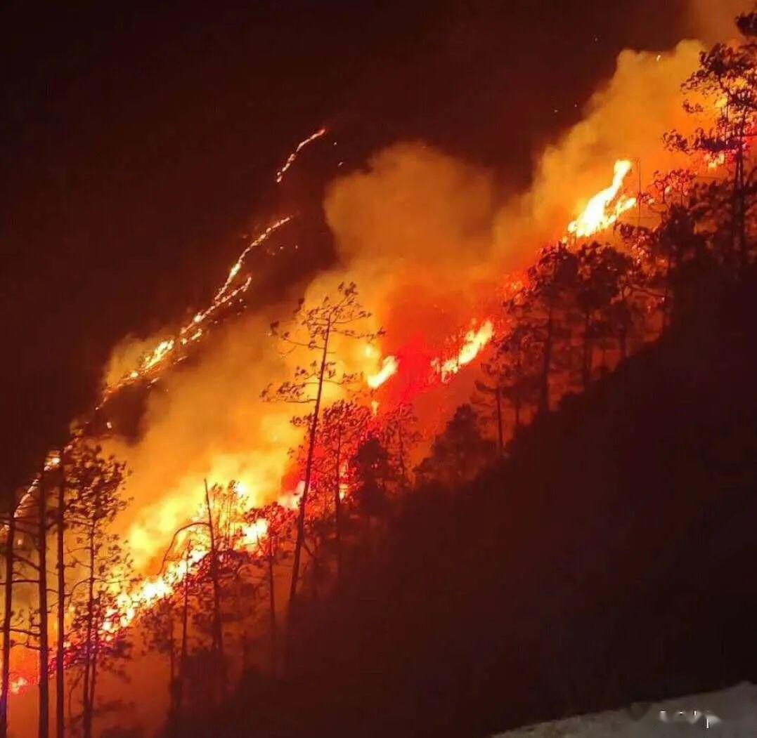 四川凉山328森林火灾原因11岁男孩点燃树木熏松鼠引发