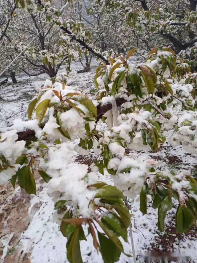 倒春寒接二连三来袭对果树产生怎样要采取哪些应对及补救措施