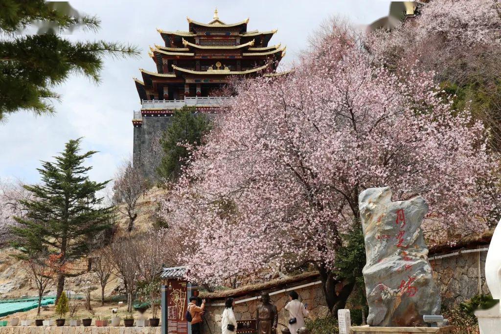 香格里拉山寺桃花始盛开月光古城引客来