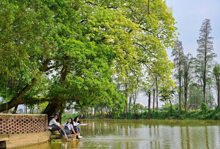 台山水步这条村再度成为"网红"又到一年最美时!约吗?_草坪村