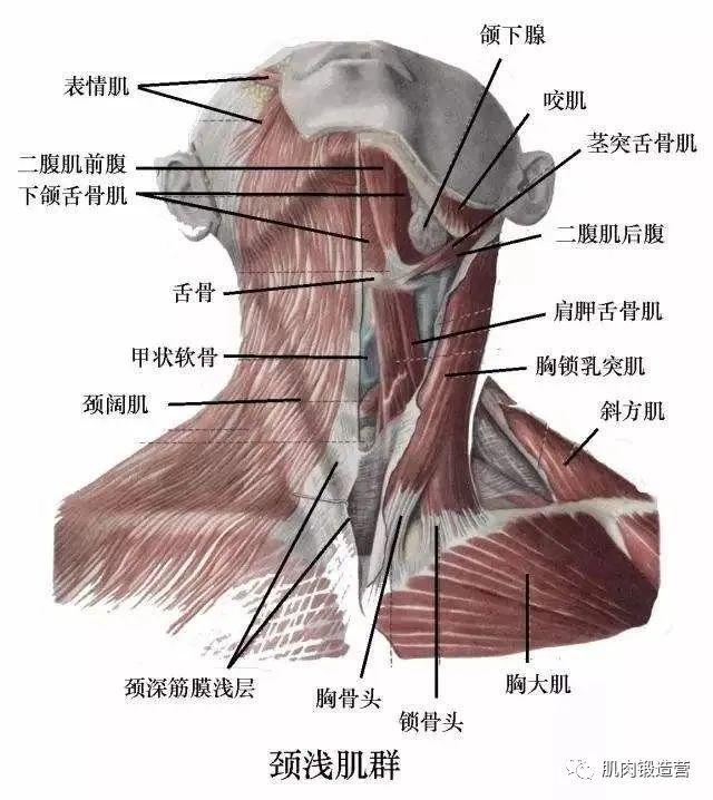 左侧脖子结构图图片