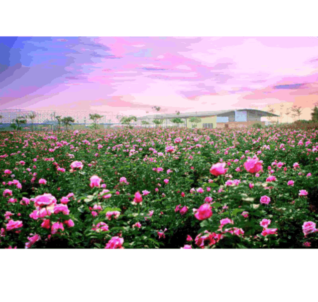 639_607gif 动态图 动图