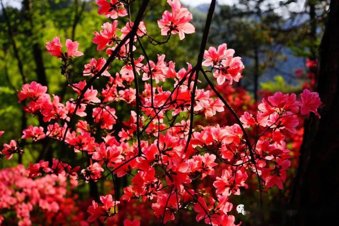 富阳代表花图片