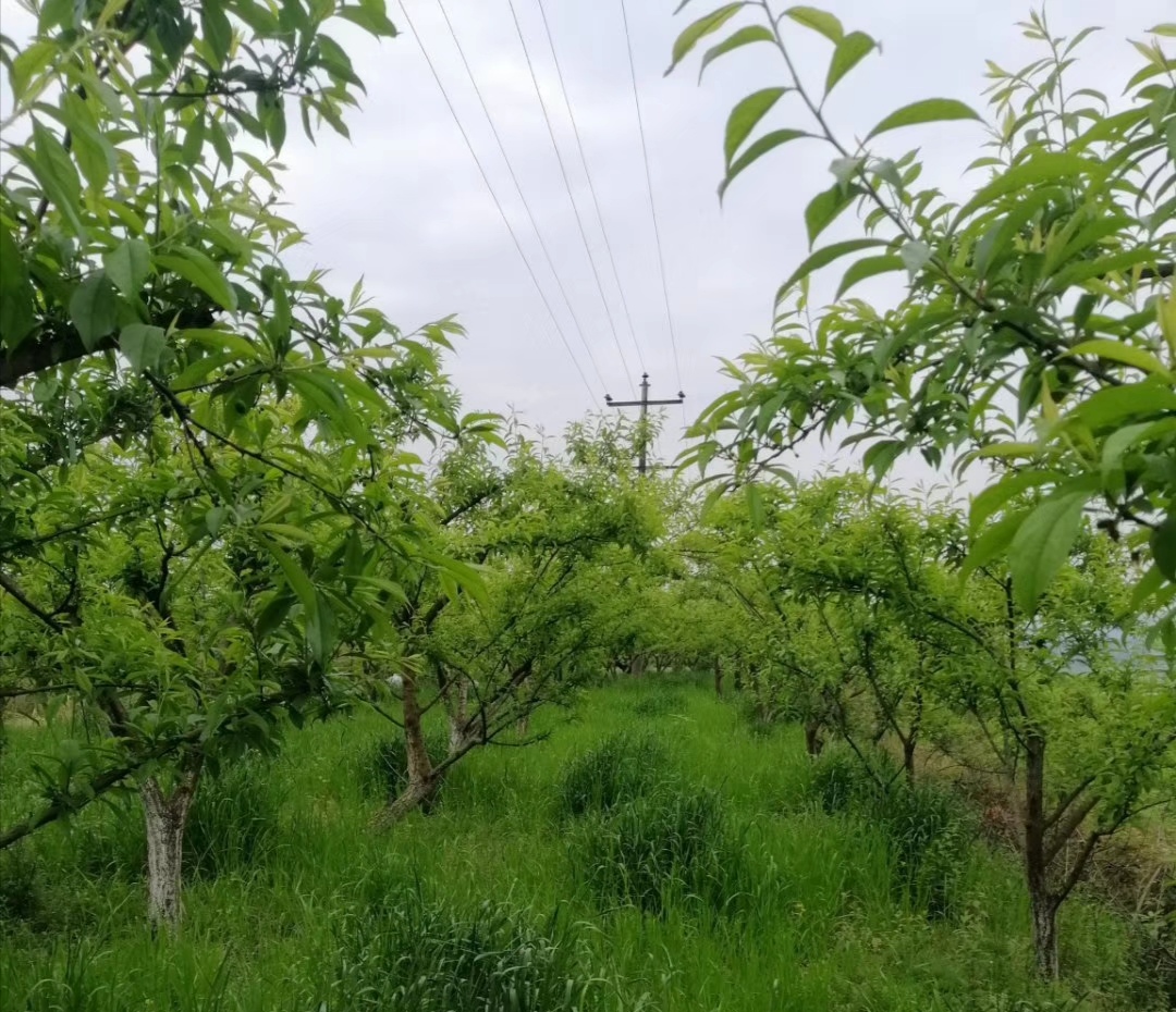 蓬安双梓鲜果园李子果长势喜人