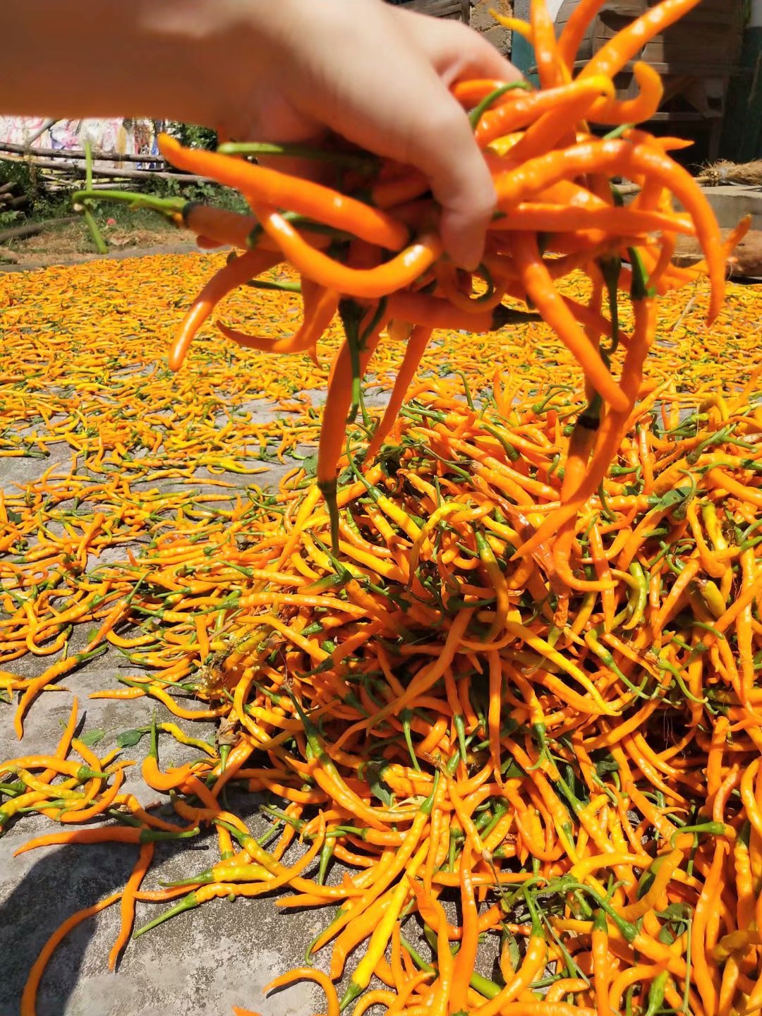 王十万黄贡椒(预售)--舌尖上的美味