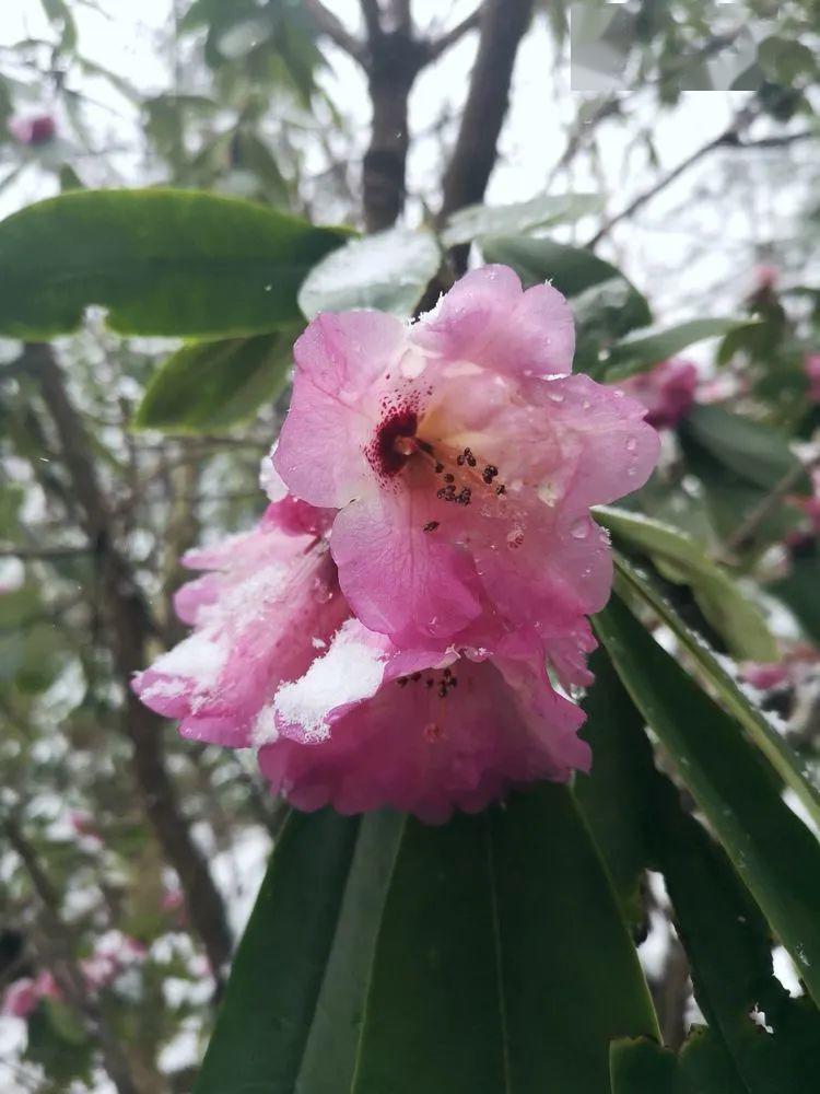 镇安文艺雪中杜鹃