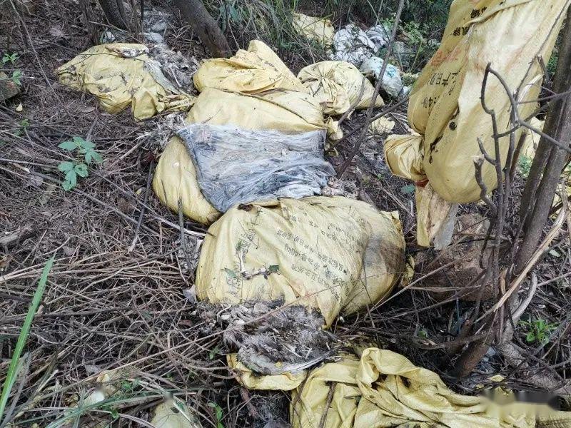 宾阳中华某村山上惊现上千只死鸭,到底是谁扔的?