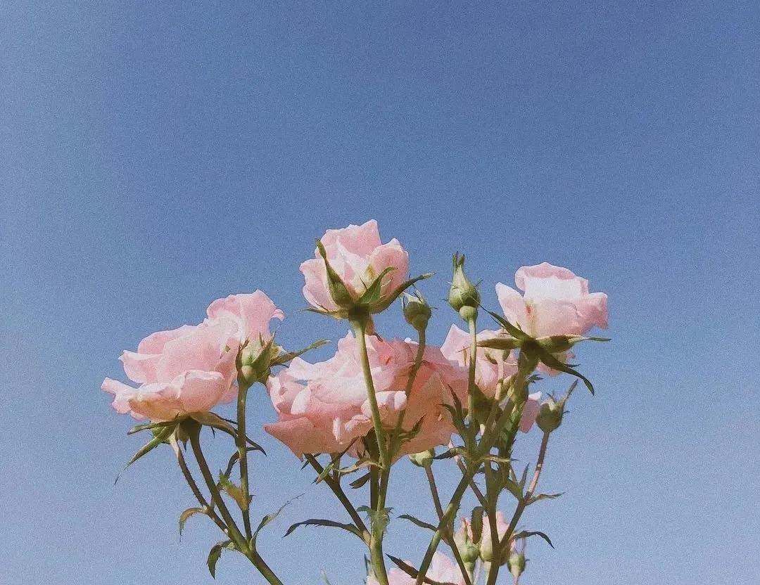 正能量唯美温柔句子,朋友圈一句话说说2020