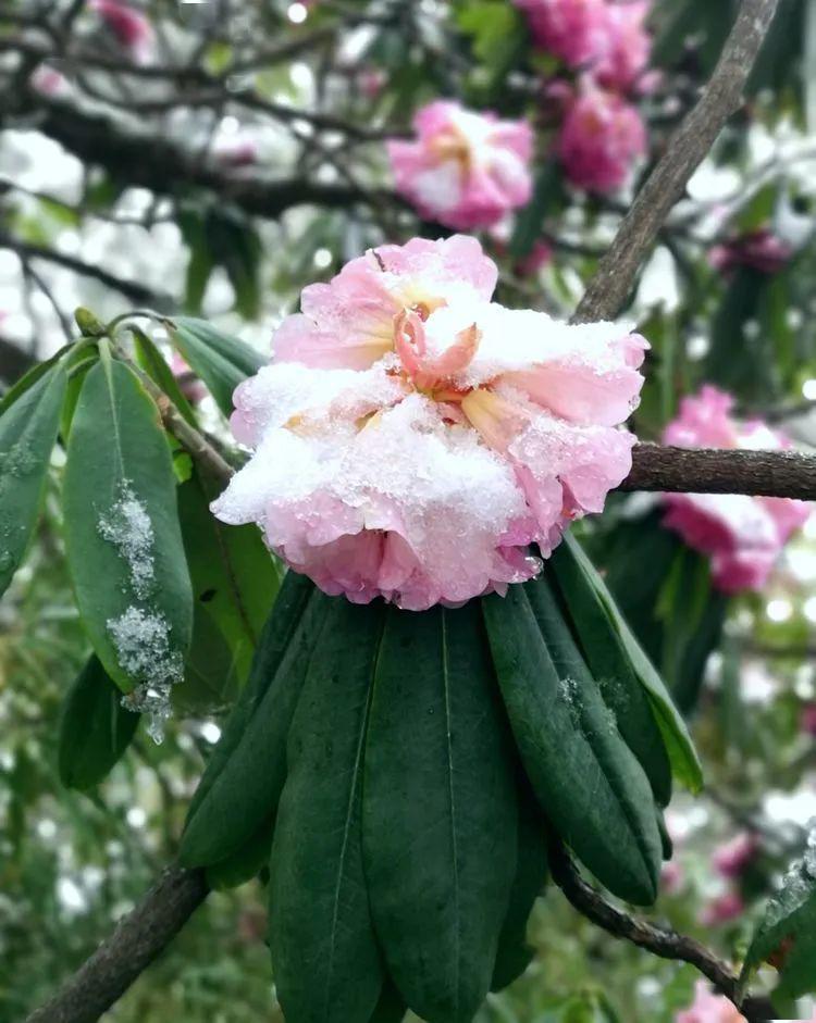 镇安文艺雪中杜鹃