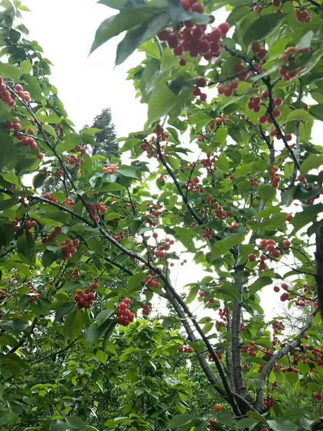 宁南工作的冕宁小姐姐自家果园的樱桃成熟了现在开始拼单啦果园直发
