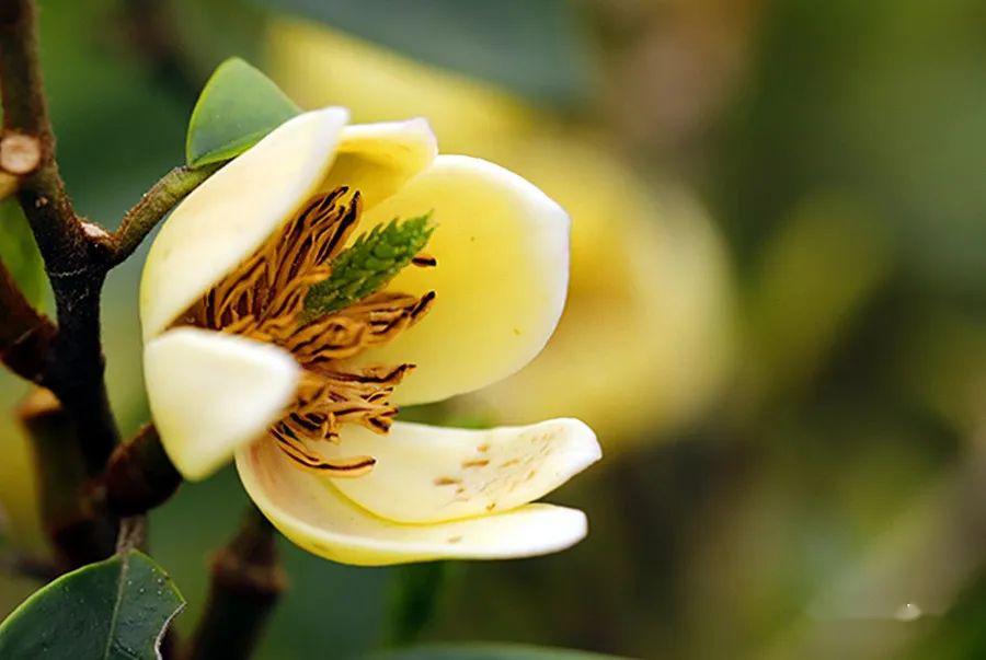 河岸识花含笑花只有此花偷不得无人知处忽然香