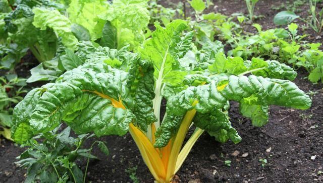 南方农村一种野菜,过去喂猪的菜,现在卖48元一斤