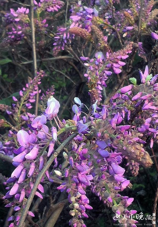 驻马店葛根花开香飘满山