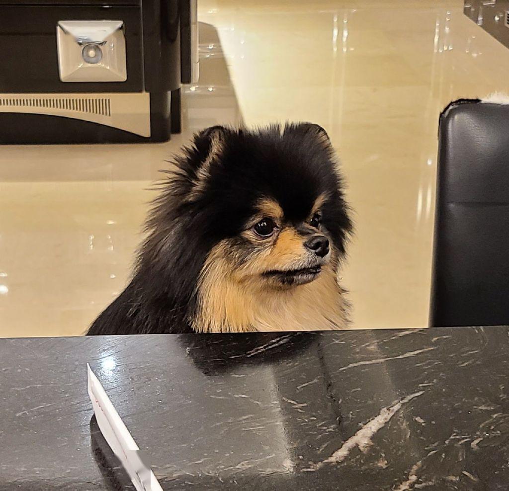 铲屎官上线啦泰亨为阿米送上一张碳尼的照片