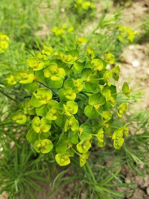 这种野草叫"五朵云",折断后会冒出白色的汁水,像是牛奶一样