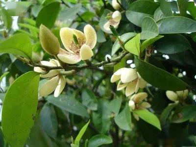 河岸识花含笑花只有此花偷不得无人知处忽然香