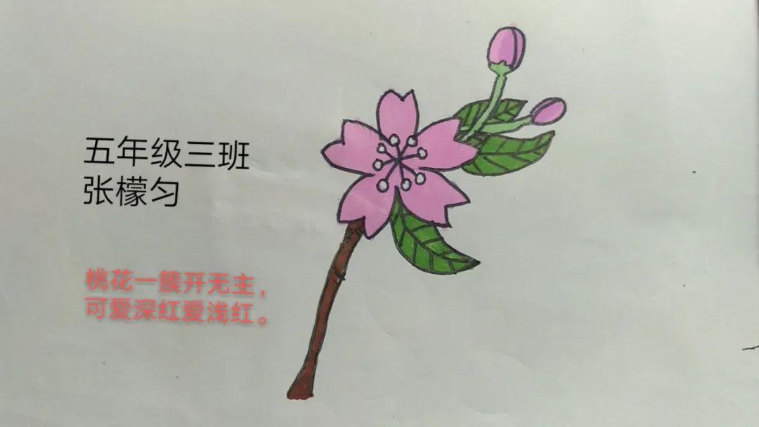 现代诗桃花插画图片