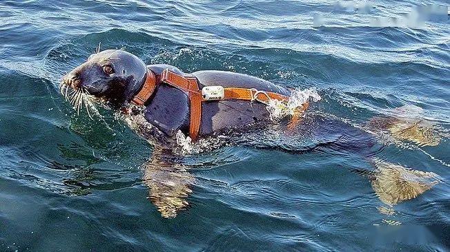 晓华哥:美俄特种部队在北极激烈对抗_蛙人