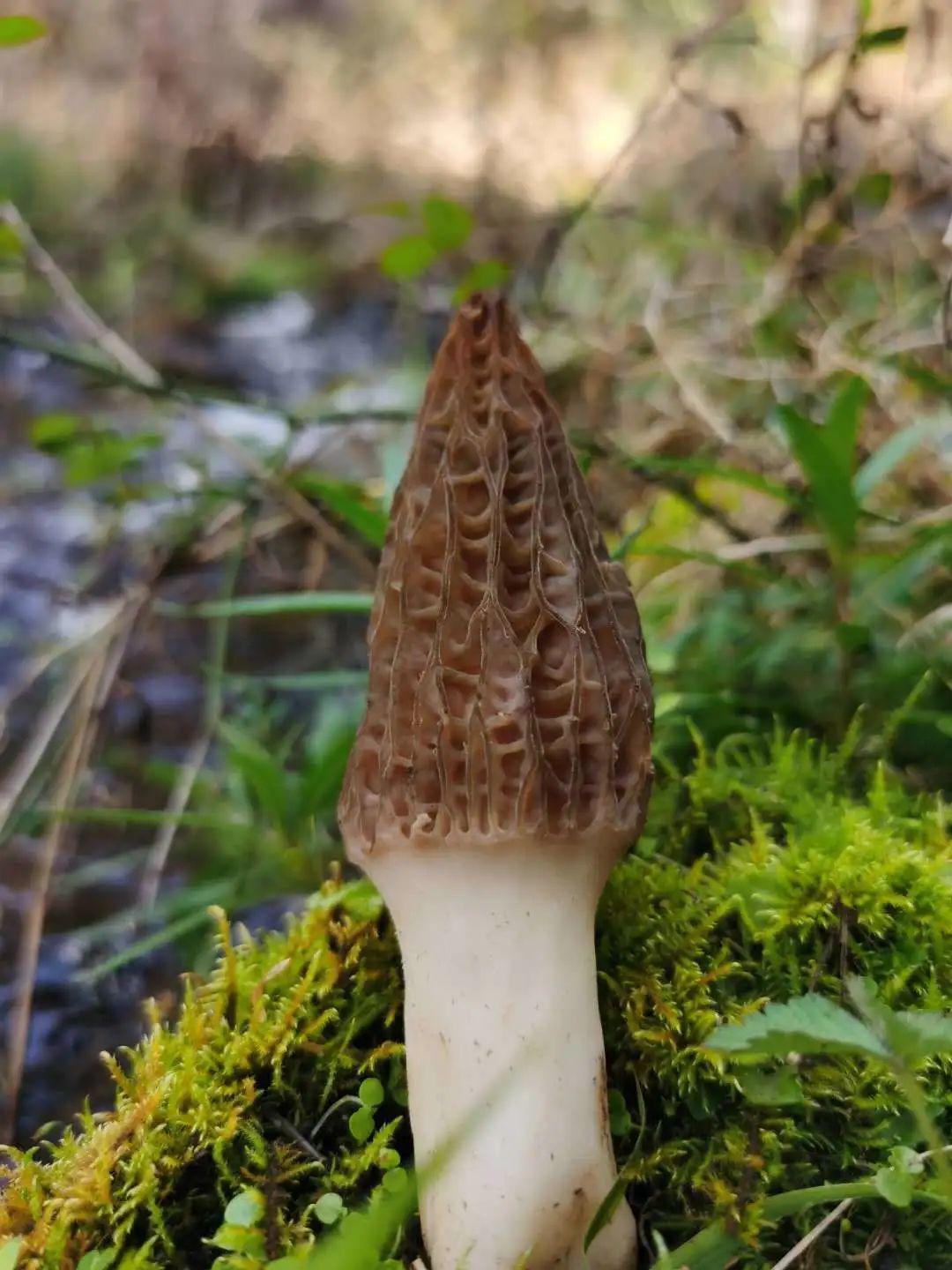 香格里拉高原新鲜羊肚菌妈妈餐桌最春天的味道