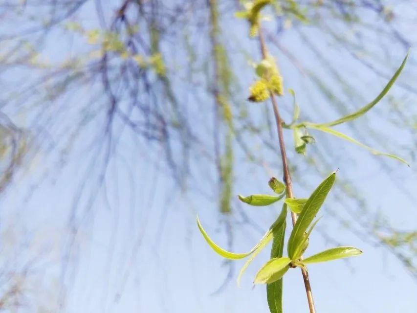 春日特辑|人间四月天,胜日寻芳菲_阳光