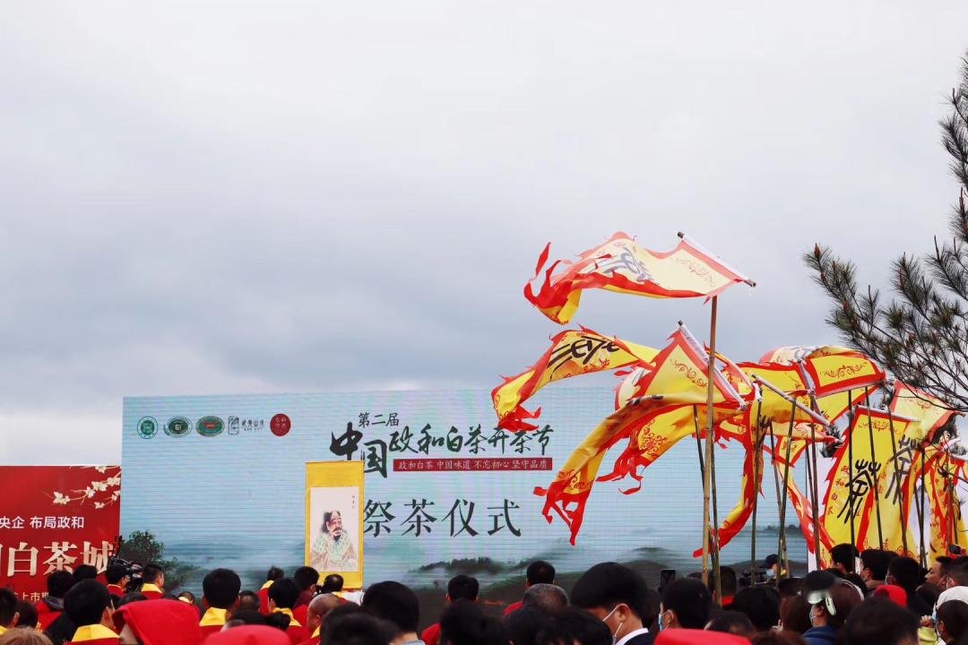 第二届政和白茶开茶节在云根茶业基地成功举办泡朵白云再次闪耀全场
