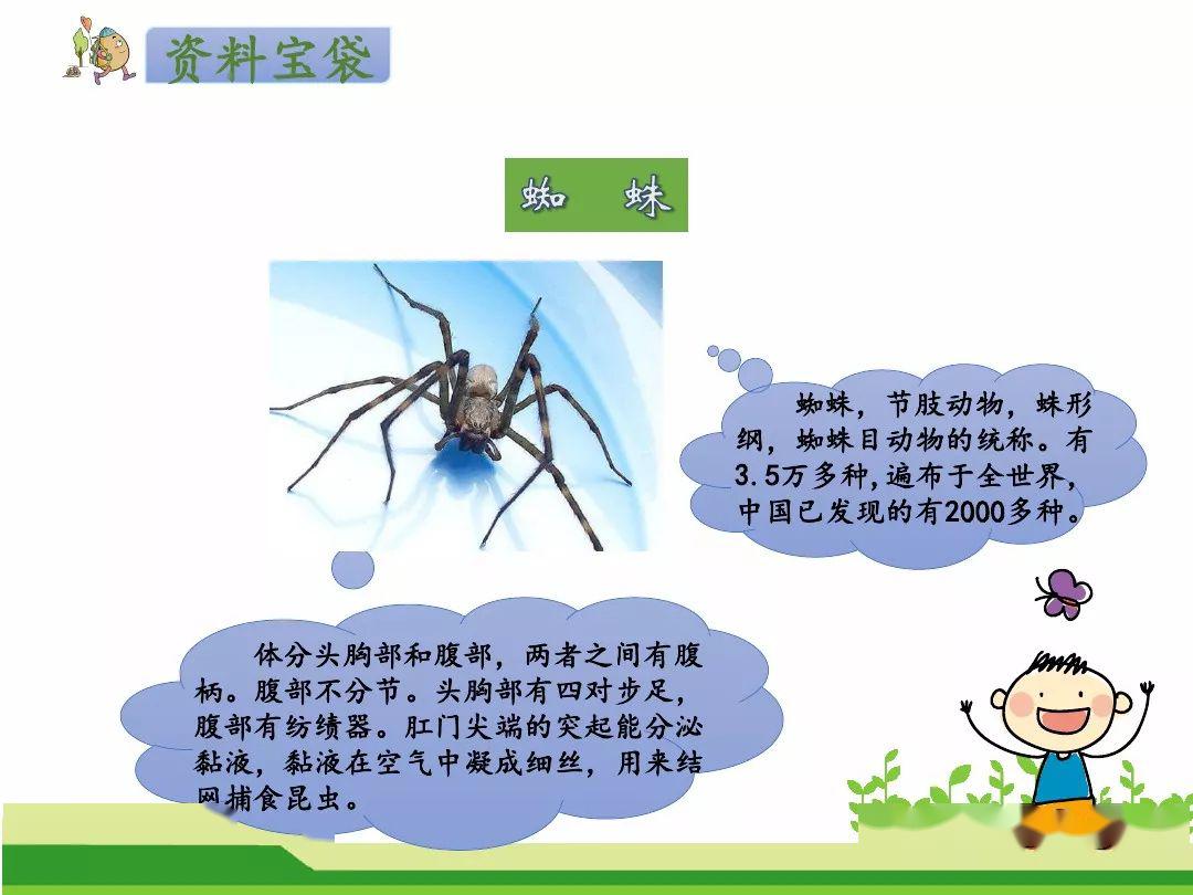 蜘蛛介绍卡片图片