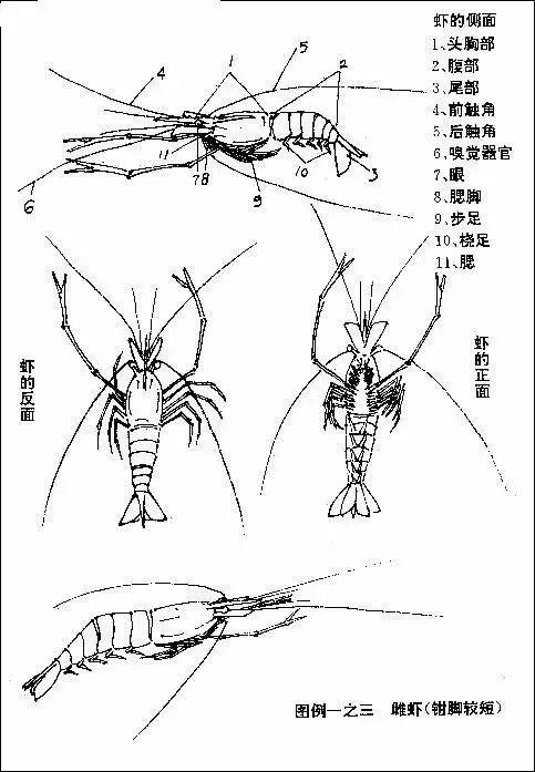 虾的结构示意图图片