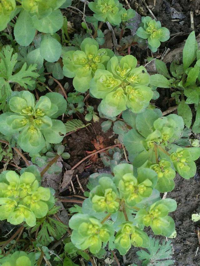 这种野草叫"五朵云",折断后会冒出白色的汁水,像是牛奶一样