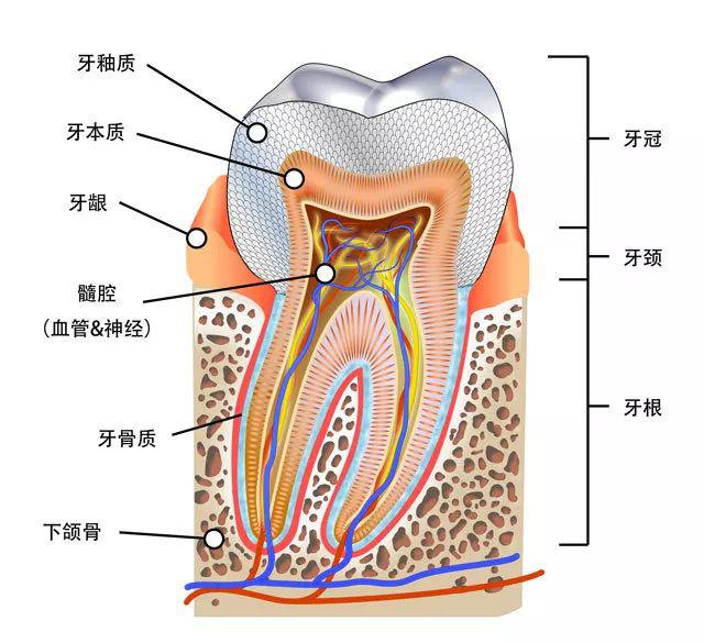 牙齿剖面图和标注名称图片