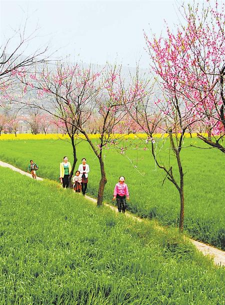 宁县九龙川盛开的桃花油菜花吸引游人前来观赏
