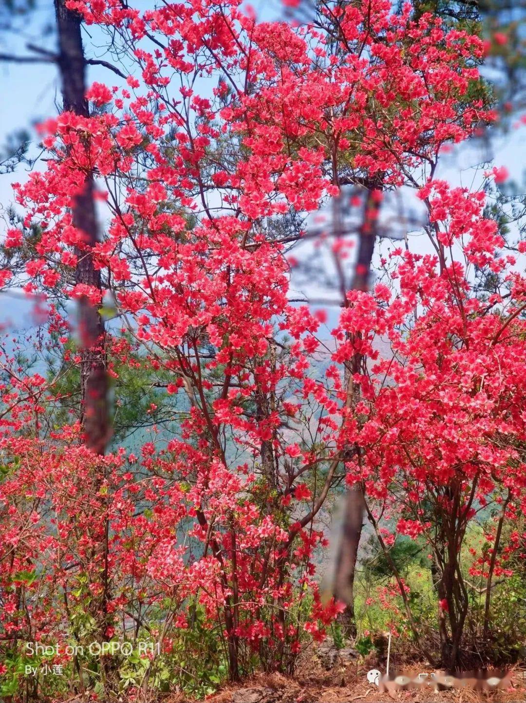 富阳代表花图片