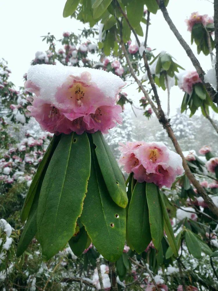 镇安文艺雪中杜鹃