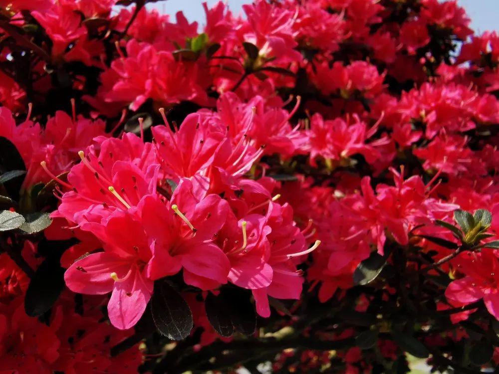 这个杜鹃花海迷宫你准备好去大冒险了吗内含福利