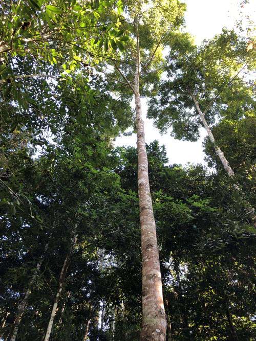 可以证明亚洲存在热带雨林的稀有树种龙脑香科植物