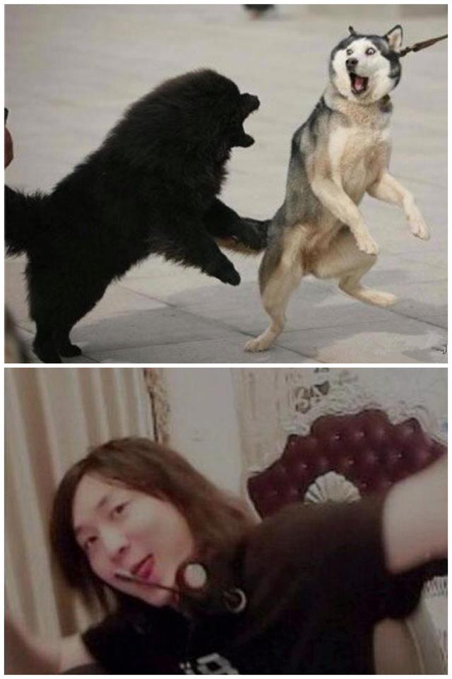 岁月对他做了什么_哈士奇