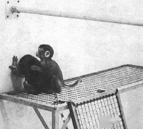 美国十大残忍试验恒河猴实验