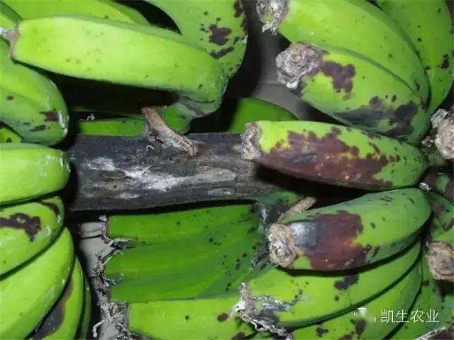 香蕉采收后容易发生哪些病害?如何防控_发病