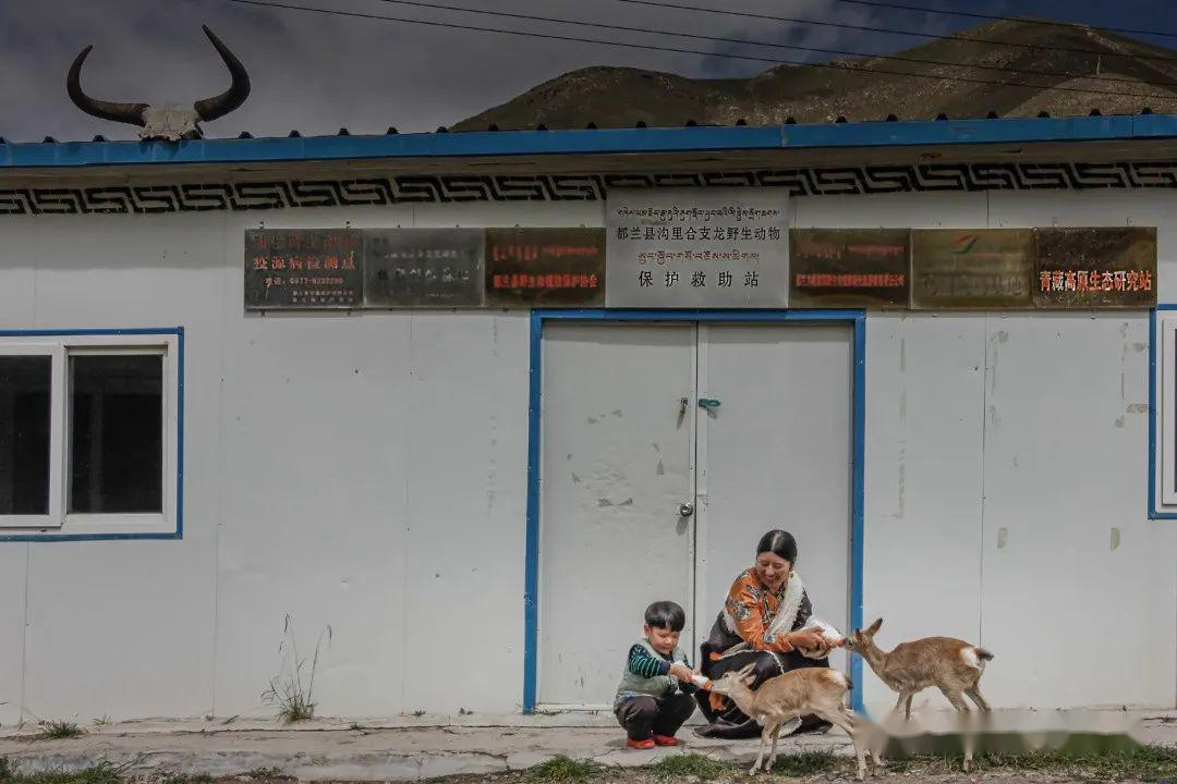 海拔最高的民间野生动物救助站
