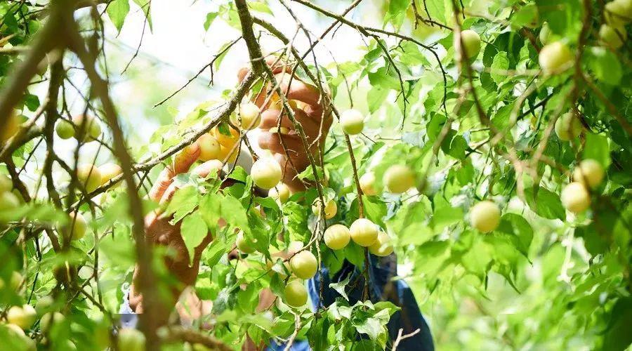 传统美食▎绍安的青梅让这个春天吃起来是酸甜的