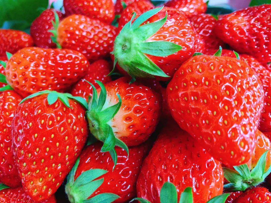 福利丨现摘草莓送货上门!5斤低至49元,口口甜蜜!