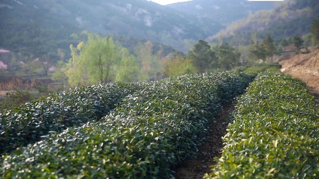 "南茶北引第一村"明前茶上市