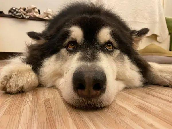 铲屎官背巨型龙猫称体重看到这货正脸后网友笑喷了