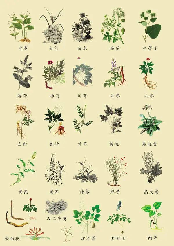 楚些| 本草背后的生态观念