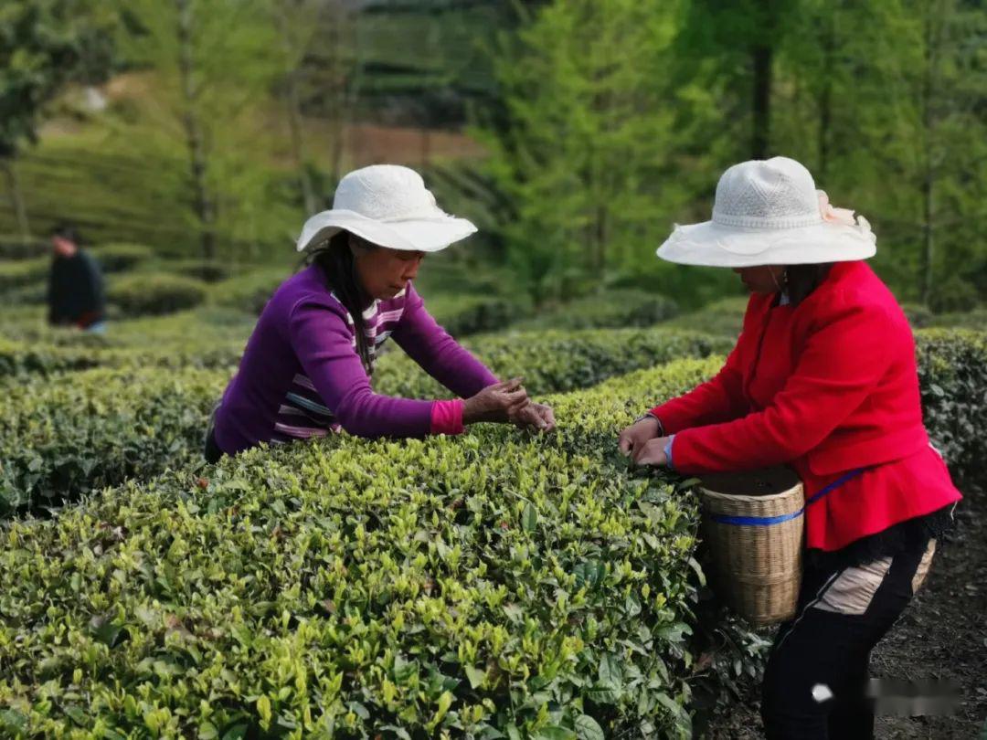 新竹背篓采茶女,俏影丽容赛繁花纤手筛取嫩叶片,屈身烘得细黄芽满目