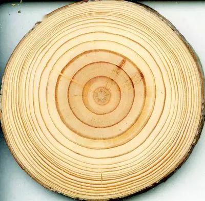 ▼ 树木伐倒后,在树墩上可以看到有许多同心圆环, 植物学上称为年 ..