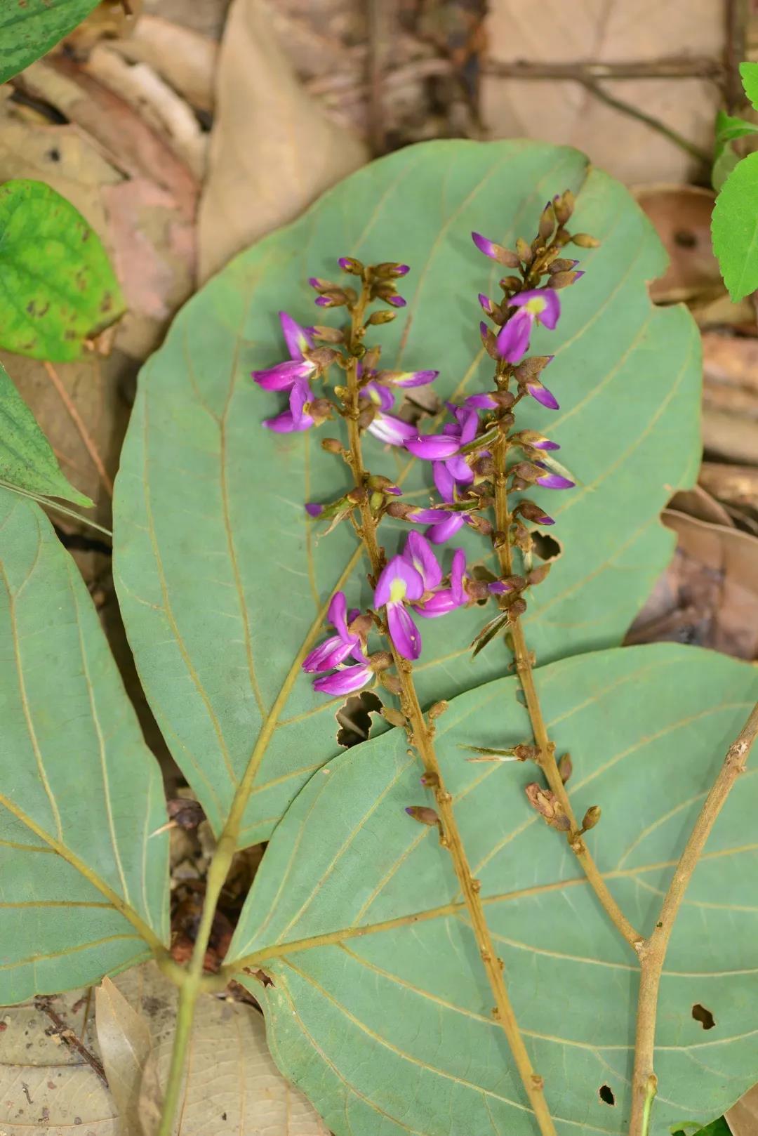 爬到顶部摘下来的豆科巴豆藤花序,等到它开花就是件困难的事情,摘下来