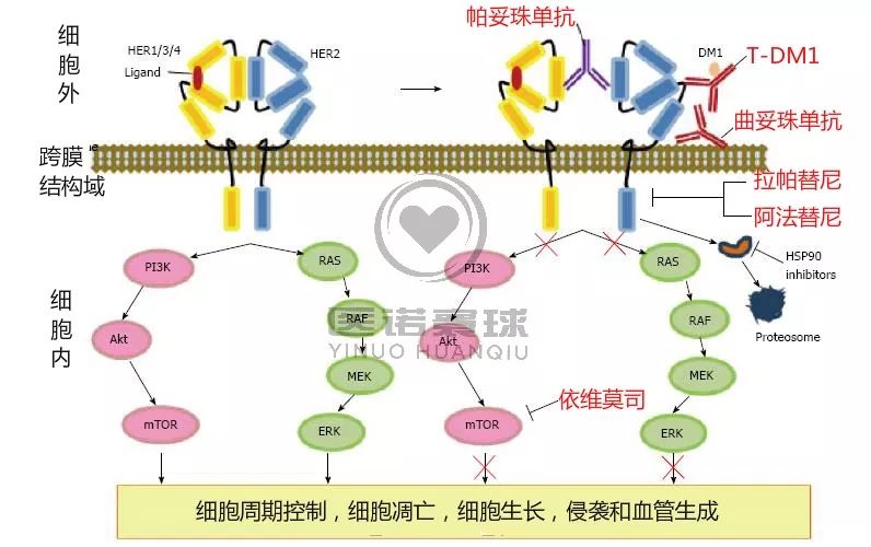 拉帕替尼机制图片