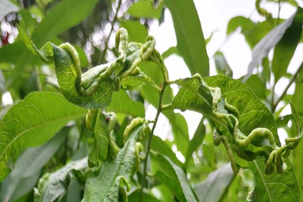 桃树的叶片卷成这样可别当成缩叶病防治这完全是害虫所导致